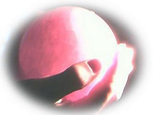 rosefeather-big-medium.jpg
